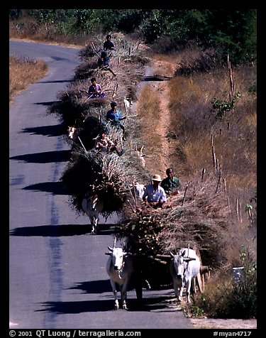 Cow wagons. Mount Popa, Myanmar (color)