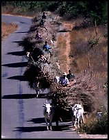 Cow wagons. Mount Popa, Myanmar ( color)