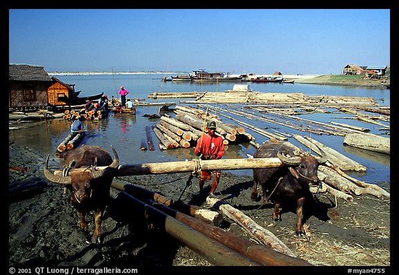 Water buffalo hauling trunks on the Ayeyarwadi river. Mandalay, Myanmar (color)