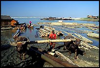 Water buffalo hauling trunks on the Ayeyarwadi river. Mandalay, Myanmar (color)