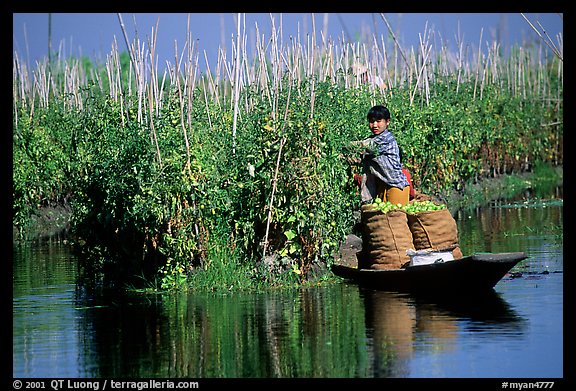 Harvesting apples on the floating gardens. Inle Lake, Myanmar