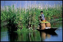 Harvesting apples on the floating gardens. Inle Lake, Myanmar