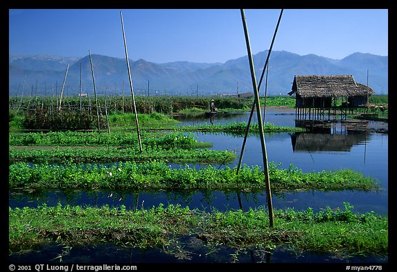 Floating gardens. Inle Lake, Myanmar