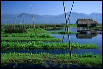 Floating gardens. Inle Lake, Myanmar ( color)