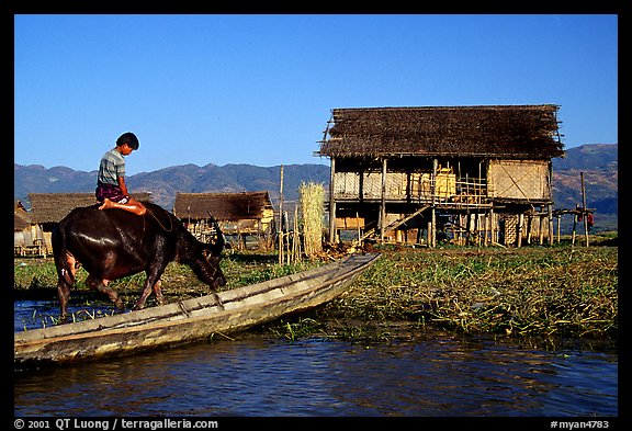 Boy on Water buffalo near the canal at Nyaungshwe. Inle Lake, Myanmar (color)