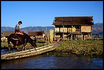 Boy on Water buffalo near the canal at Nyaungshwe. Inle Lake, Myanmar (color)