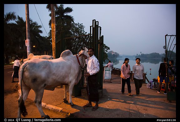 Man with ox and women walking at twilight on Kandawgyi lakeshore. Yangon, Myanmar (color)