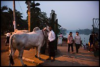 Man with ox and women walking at twilight on Kandawgyi lakeshore. Yangon, Myanmar ( color)