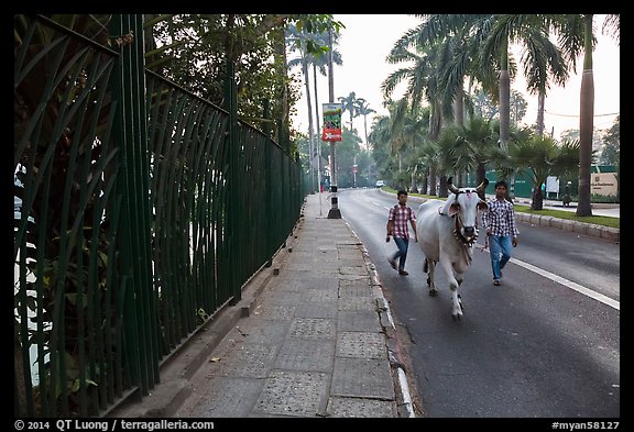 Men with ox walking on road near Kandawgyi lake. Yangon, Myanmar (color)