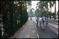 Men with ox walking on road near Kandawgyi lake. Yangon, Myanmar ( color)