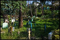 Tombs and vegetation in Muslim Cemetery. Yangon, Myanmar ( color)