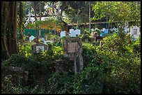 Graves and vegetation in Muslim Cemetery. Yangon, Myanmar ( color)