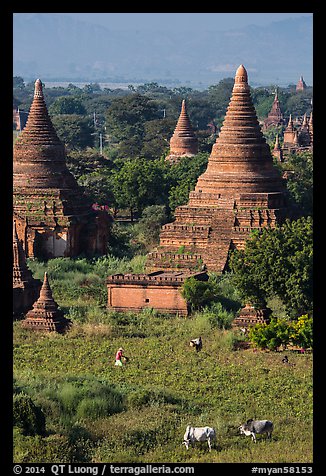 Peasant and ox in field below pagodas. Bagan, Myanmar (color)
