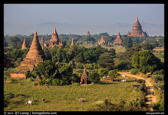 Rural scene with cattle and peasants working in fields below pagodas. Bagan, Myanmar (color)