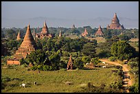 Rural scene with cattle and peasants working in fields below pagodas. Bagan, Myanmar