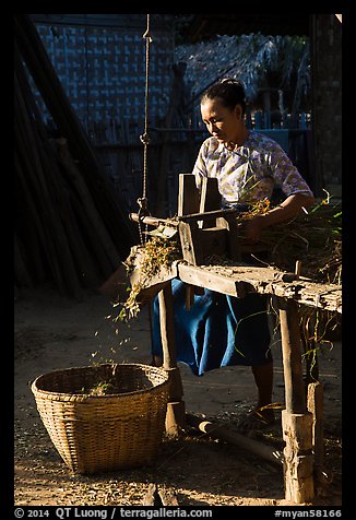 Villager processing harvest. Bagan, Myanmar (color)