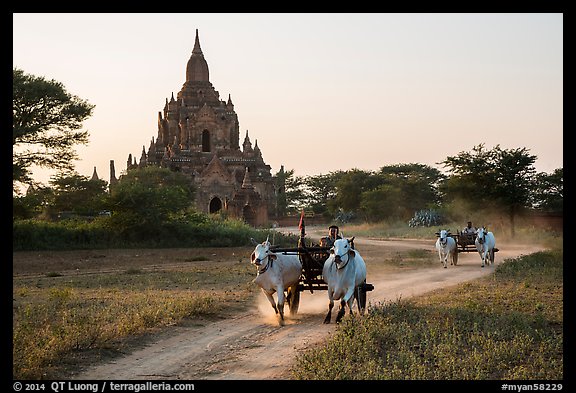 Ox carts and Tayok Pye temple. Bagan, Myanmar (color)