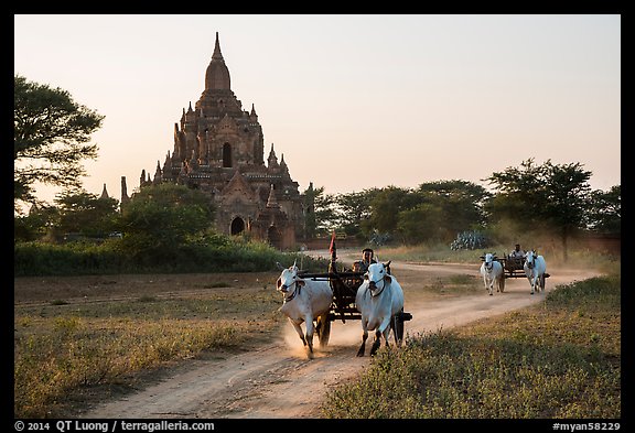 Ox carts and Tayok Pye temple. Bagan, Myanmar