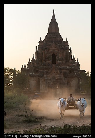 Ox cart riding in front of Tayok Pye temple. Bagan, Myanmar (color)