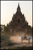 Ox cart riding in front of Tayok Pye temple. Bagan, Myanmar