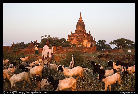 Sheep herder in front of temple, Minnanthu village. Bagan, Myanmar (color)