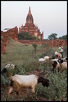 Child herding sheep in front of temple, Minnanthu village. Bagan, Myanmar