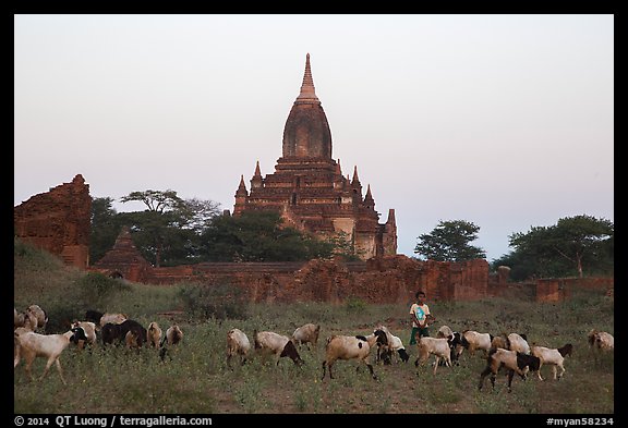 Sheep herding at sunset, Minnanthu village. Bagan, Myanmar