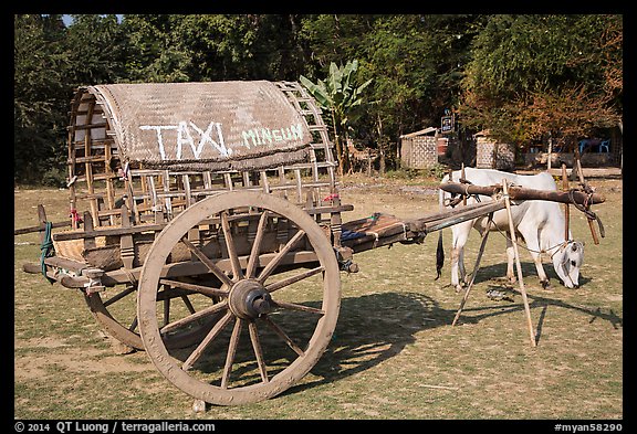 Ox cart marked as taxi, Mingun. Myanmar (color)