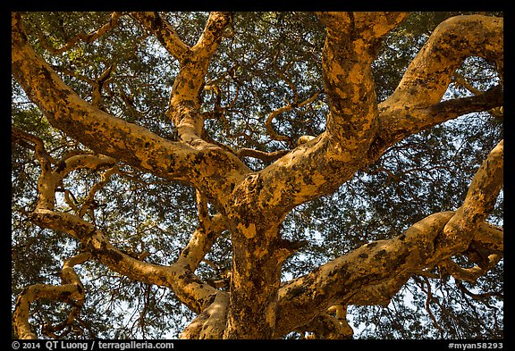 Ancient tree branches, Mingun. Myanmar (color)