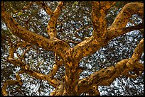 Ancient tree branches, Mingun. Myanmar ( color)