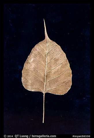Leaf made of gold. Mandalay, Myanmar (color)