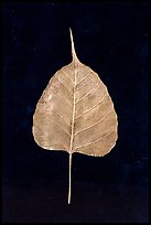 Leaf made of gold. Mandalay, Myanmar ( color)