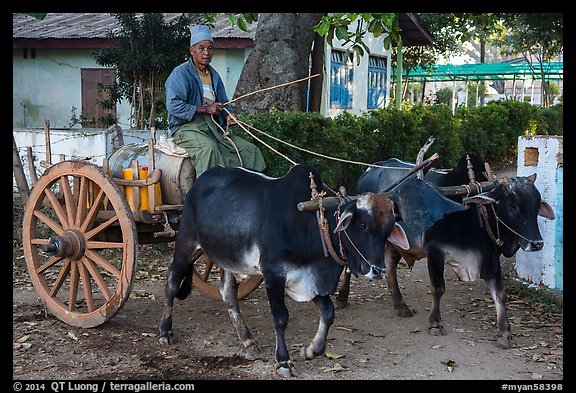 Man driving ox cart carrying water tank. Pindaya, Myanmar (color)