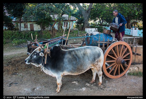 Man filling up water tank on ox cart. Pindaya, Myanmar (color)