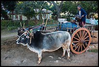 Man filling up water tank on ox cart. Pindaya, Myanmar ( color)