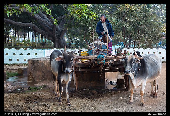 Man refilling tank on ox cart. Pindaya, Myanmar (color)