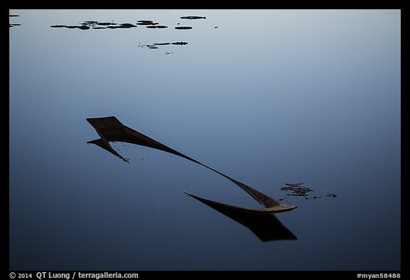 Sunken canoe and aquatic plants in glassy water. Inle Lake, Myanmar (color)