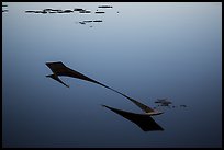 Sunken canoe and aquatic plants in glassy water. Inle Lake, Myanmar ( color)