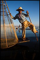 Intha fisherman prepares to release conical basket. Inle Lake, Myanmar ( color)