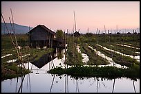 Floating gardens at sunset, Maing Thauk Village. Inle Lake, Myanmar ( color)