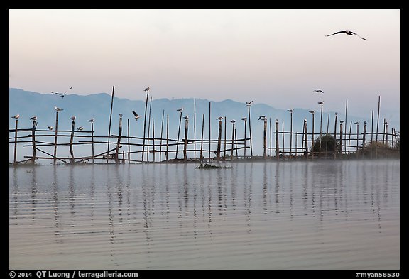 Fence, birds, and hill at dawn. Inle Lake, Myanmar (color)