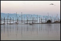 Fence, birds, and hill at dawn. Inle Lake, Myanmar ( color)