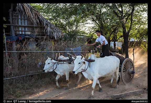 Man riding ox cart, Mingun village. Bagan, Myanmar (color)