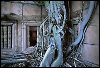 Roots of giant tree and khmer-style temple. Muang Boran, Thailand (color)