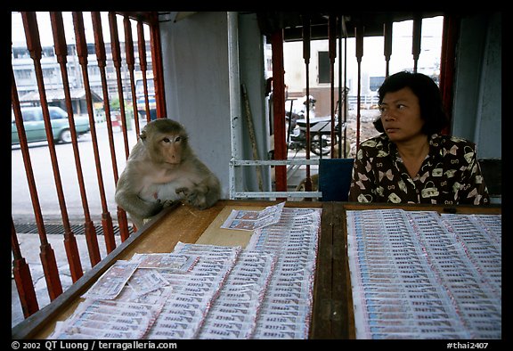 Lottery tickets vendor and monkey, San Phra Kan. Lopburi, Thailand