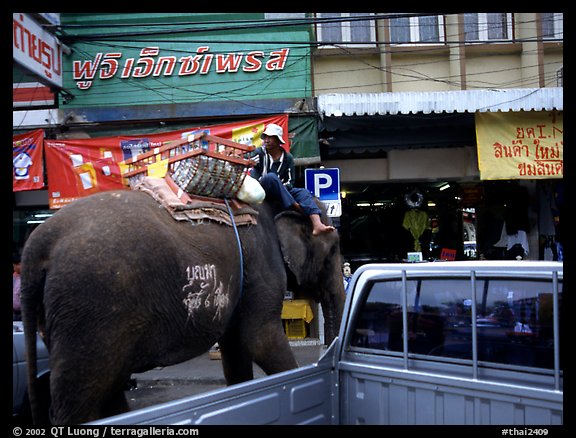 Elephant Parking. Lopburi, Thailand