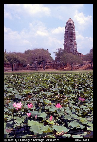 Lotus pond and  corn-shaped chedi. Ayuthaya, Thailand