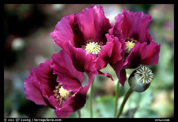 Pavot flower. Chiang Rai, Thailand