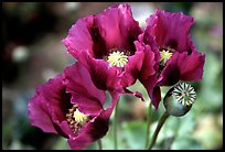 Pavot flower. Chiang Rai, Thailand ( color)