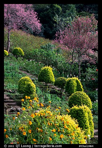 Flower garden in Hmong village. Chiang Mai, Thailand (color)